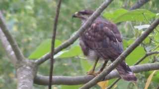 Gavilán Aves de Veracruz [upl. by Cynarra]