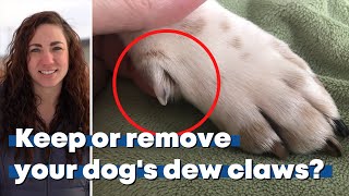 Dew or Dont The Truth About Removing Dew Claws from a Veterinarian [upl. by Mackenie973]