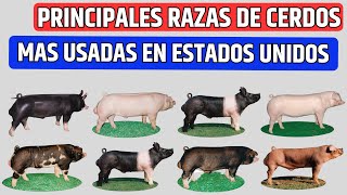 8 principales razas de cerdos que se crían comúnmente en los Estados Unidos [upl. by Mohamed24]