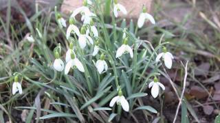 Schneeglöckchen Galanthus nivalis amp Galanthus woronowii [upl. by Antonia]