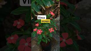 vinca plant  सदाबहार  sadabahar plant vincaflower shorts [upl. by Hewett]