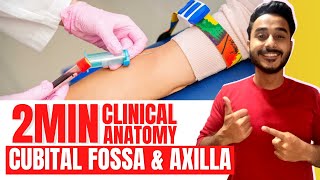 cubital fossa clinical anatomy  axilla clinical anatomy  axillary artery clinical anatomy [upl. by Oirobil615]