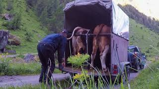 👨‍🌾Agrarwirtschaft in den Bergen 🏔 🐮 Ab auf die Alm 2018🐮 [upl. by Eelyak]