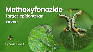 Methoxyfenozide Insecticide Mode of Action formulation Uses and Benefits for Pest Control [upl. by Aiehtela]