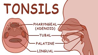 THE TONSILS  ANATOMY AND PHYSIOLOGY [upl. by Yenittirb]