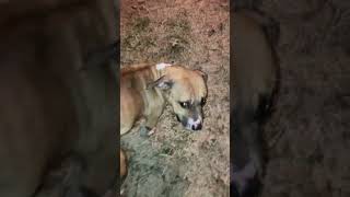 PITBULLS AT NITE DOGS ON GO AT NIGHT sandypitts dogzongo unitedkingdom bloodlines dogzongotv [upl. by Schalles]