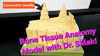 Bone Tissue Anatomy Model with Dr SMak [upl. by Gorlicki]