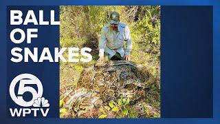 BALL OF SNAKES  Wildlife experts capture 500 pounds of Burmese pythons in Florida [upl. by Dena]