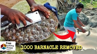 SATISFYING BARNACLE REMOVAL IN SEA TURTLE  Paano Tinangal ng Tao ang Barnacle sa Likod ng Pawikan [upl. by Oinegue]