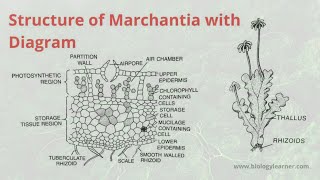 Structure and Distribution of Marchantia  External and Internal Morphology of Marchantia Thallus [upl. by Driskill]