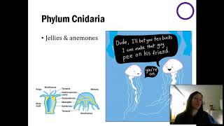 Sponges amp Cnidarians  Part 1 [upl. by Eisteb]