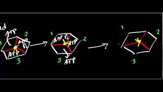 Biochemistry  ATP Synthase Mechanism [upl. by Shirk]