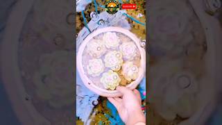 water treatment succulent plant for home plants ytshorts succulenttreanding satisfying [upl. by Ahsilad]