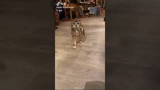 OMG Look at this Running Owl shorts trending viralvideo funny love cute nature status [upl. by Wsan]