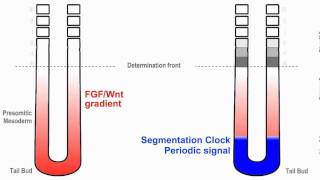 Clock and Wavefront Model for Vertebrate Segmentation [upl. by Puduns]