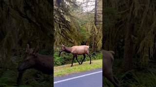 Elk in the Hoh Rain Forest Olympic National Park 🫎 [upl. by Colin442]