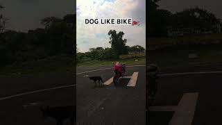 DOG LIKE BIKE😱🏍️ [upl. by Nad358]