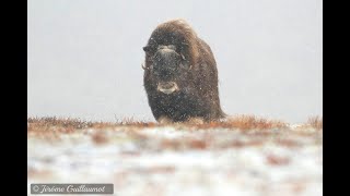 Muskox in Dovrefjell [upl. by Oriane9]