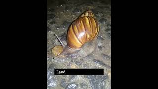 Achatina fulica giant African land snailTheNatureandScience [upl. by Ammeg]