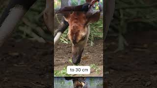 Okapi  An interesting combination animals wildlife [upl. by Belita631]