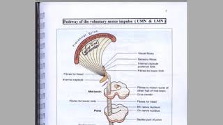 l2 neurology  motor system  muscle tone  muscle reflexes  clonus [upl. by Idonna]