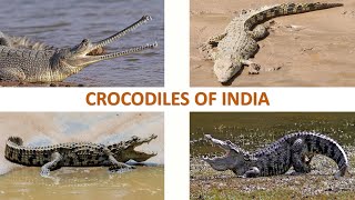 Crocodiles of India 🐊 🇮🇳  Reptiles  Indian Reptiles [upl. by Surbeck10]