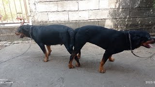 rottweiler dog mating process [upl. by Marjana]