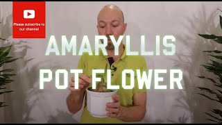 Tips and tricks Amaryllis Pot flower [upl. by Rumpf]