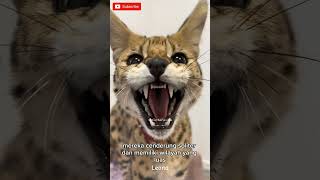 Serval cat servalcats kucingfauna animals shortsvideo [upl. by Gussie147]