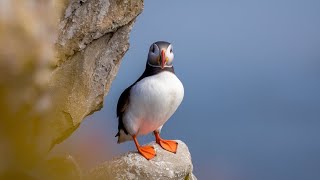 Norway Puffin Everything You Need to Know in 2024 [upl. by Nareht]