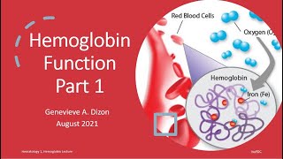 Hemoglobin Function Part 1 [upl. by Gloria]