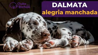 RAÇA DE CACHORRO Dalmata [upl. by Fran464]