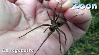 La Tégénaire une araignée qui montre de « l’affection » — domestic house spider [upl. by Sidoon]