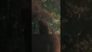 The Bigfoot recorded in 1967 by Roger Patterson and Robert Gimlin is verified authentic bigfoot [upl. by Okika]