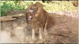 THE GREAT LION PART 1  BEST NOLLYWOOD EPICRURAL MOVIE CHIKA IKE AND FRANCIS DURU [upl. by Llevrac142]