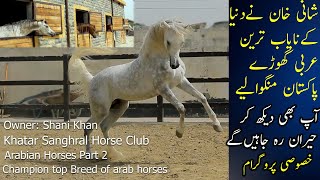 Top Best Arabian Horses Breed In Pakistan  The Superb Arab Stallions of the world  Astable [upl. by Elva]