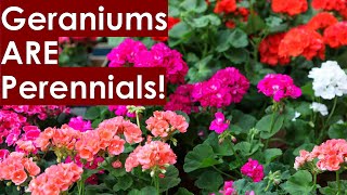 How To Overwinter Geraniums [upl. by Dulsea]