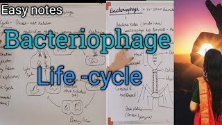 Microbiology  Bacteriophage Lifecycle [upl. by Halli449]