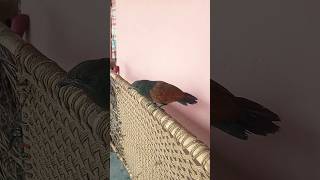 coucal bird mahok pakshi birds wildlife wildbirds wildanimals [upl. by Noterb]