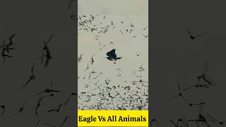 Eagle 🦅 Vs All Hunters  Unique Style Of Eagle 🦅 junglefacts facts martialeagle [upl. by Lothair]