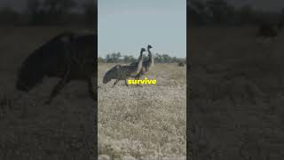 The Great Emu War Australia’s Strangest Battle Against Birds shortsfeed shortsviral [upl. by Rodgers600]