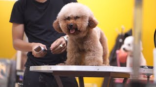 How to groom a toy poodle at home [upl. by Lally]