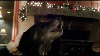 Amazing Cat and Dogs Sing Silent Night [upl. by Hoover579]