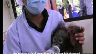 SHOCKING What Palm Oil Does to Orang Utan [upl. by Rehteh827]