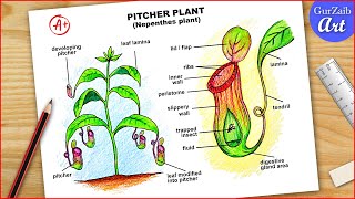 Pitcher Plant Diagram Drawing CBSE  nepenthes Labelled diagram easy  step by step [upl. by Chemaram]