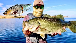 Fishing a Glide Bait for Fall Largemouth [upl. by Estell]