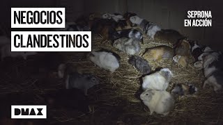 Así desmantela Seprona negocios ilegales con animales  Seprona en acción [upl. by Rabkin]