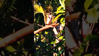 redwhiskered bulbul Pycnonotus jocosus crested bulbulBirdsLife on earth [upl. by Ave]