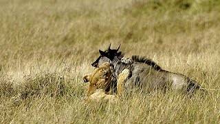 León Mata a Ñu Brutalmente [upl. by Ahsirak639]