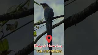 Birding Bird Watching Bird Photography  North Bengal [upl. by Neryt]